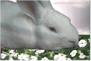AGRabbitcompsqtr.jpg (7943 bytes)