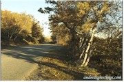 FallTrees&roadqtr.jpg (12053 bytes)